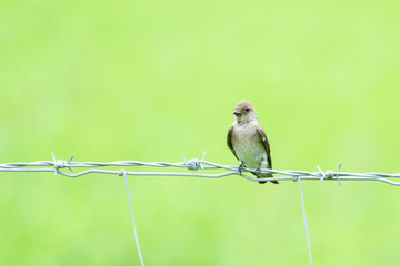 Golondrina Alas Aserradas