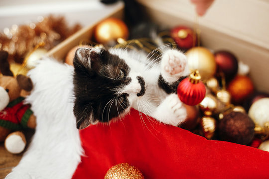 Cute kitty playing with red and gold baubles in box, ornaments and santa hat under christmas tree in festive room. Merry Christmas concept. Adorable funny kitten. Atmospheric image