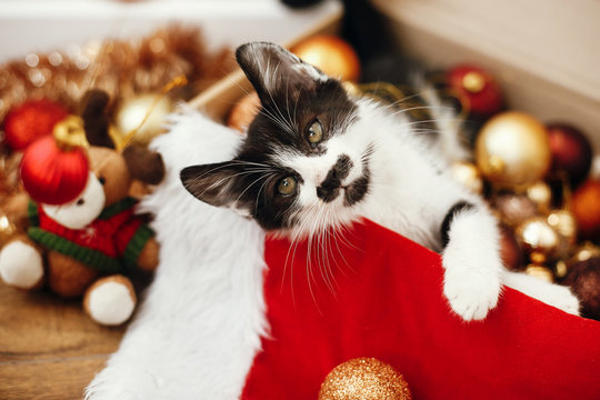Cute kitty playing with red and gold baubles in box, ornaments and santa hat under christmas tree in festive room. Merry Christmas concept. Adorable funny kitten. Atmospheric image