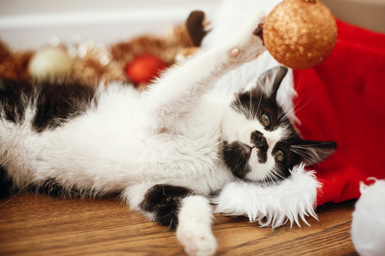 Cute kitty playing with gold baubles on floor at ornaments and santa hat under christmas tree in festive room. Merry Christmas concept. Adorable funny kitten. Atmospheric image