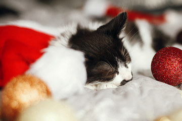 Cute kitty sleeping in santa hat on bed with gold and red christmas ornaments in festive room. Merry Christmas concept. Adorable funny kitten napping. Atmospheric image