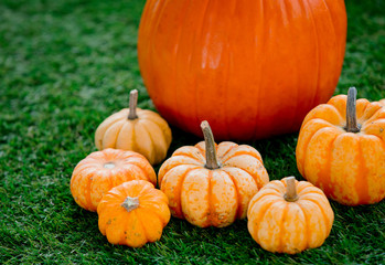 Group of pumpkins on green lawn
