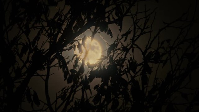 Dramatic full moon. View through tree branches