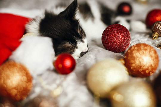 Cute kitty sleeping in santa hat on bed with gold and red christmas baubles in festive room. Merry Christmas concept. Adorable kitten napping. Atmospheric image. Season's greetings