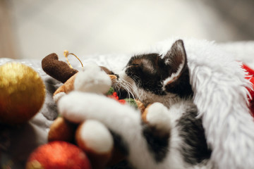 Cute kitty sleeping in santa hat on bed with gold and red christmas baubles in festive room. Merry Christmas concept. Adorable kitten napping with reindeer. Season's greetings. Space text