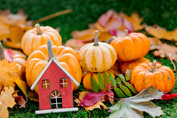 Group of pumpkins and house toy on green lawn