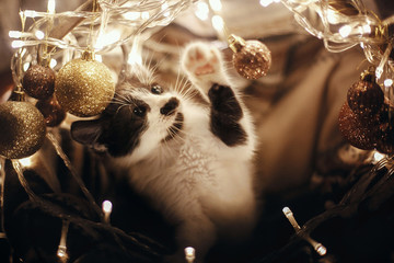 Cute kitty playing with glitter baubles in basket with lights under christmas tree in festive room. Merry Christmas concept. Adorable funny kitten with amazing eyes. Atmospheric image