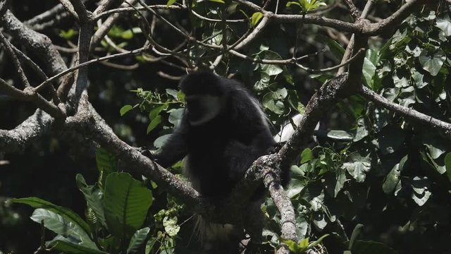 180p slow motion of a black and white colobus monkey feeding at arusha national park in tanzania