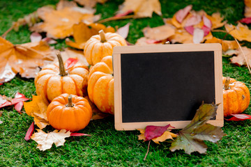 Group of pumpkins and blackboard on green lawn