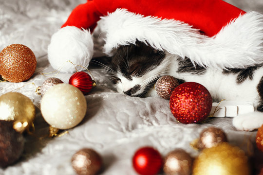 Cute kitty sleeping in santa hat on bed with gold and red christmas ornaments in festive room. Merry Christmas concept. Adorable funny kitten napping. Atmospheric image