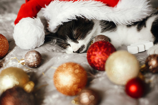 Cute kitty sleeping in santa hat on bed with gold and red christmas baubles in festive room. Merry Christmas concept. Adorable kitten napping. Atmospheric image. Season's greetings