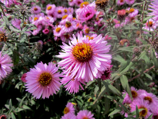 Obraz premium flowers in garden