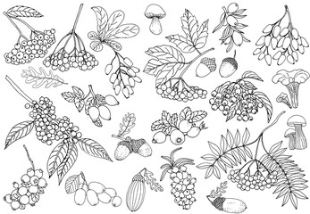 Set of hand drawn sketch style autumn plants isolated on white background. Vector illustration.