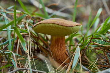 Closeup of brown beautiful pine boletus mushroom.