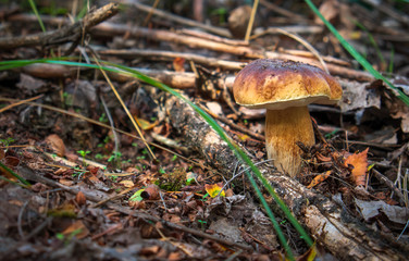 Mushrooms Cep growing in forest. Autumn Mushroom Picking.