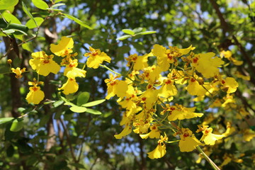 a yellow orchid in full bloom