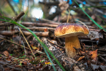 Mushrooms Cep growing in forest. Autumn Mushroom Picking.