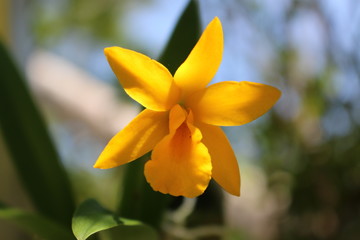 a yellow orchid in full bloom