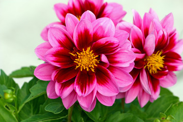 Obraz premium Flower of dahlia