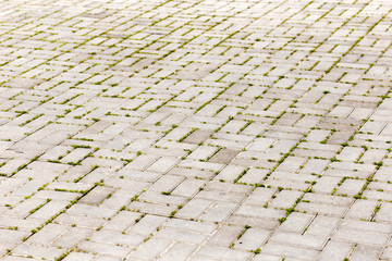 Fototapeta premium pavement tiles in cracks growing green grass