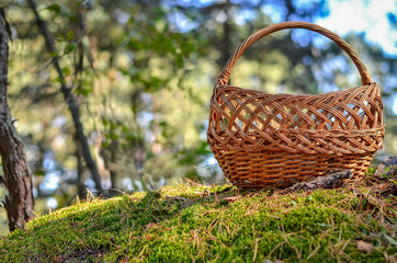 Fototapeta na wymiar Empty wicker basket in the middle of the forest. Autumn and gathering mushrooms concept.