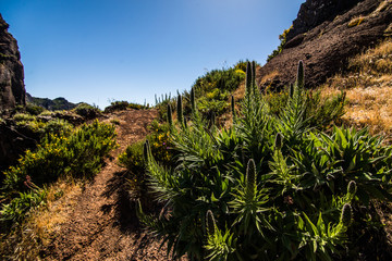 Fototapeta na wymiar Trekking on the levada trail going across the beautiful meadows and peaks of the highest Madeira mountains, Pico Ruivo i Pico de Arieiro lost in clouds