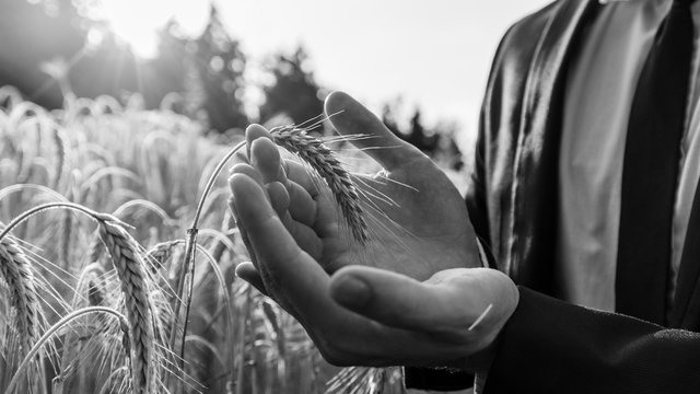 Monochrome image of businessman holding ear of wheat