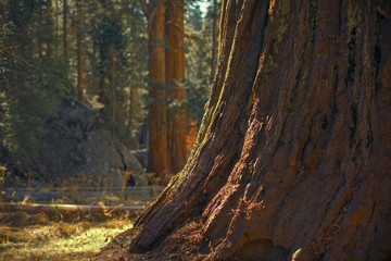 Ancient Giant Sequoia Tree