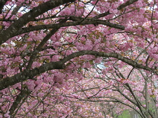 Fototapeta premium Pink Japanese cherry sakura blossom in spring, big branches