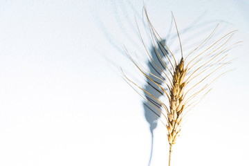 Wheat spike in front of white background, close up