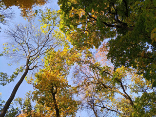 Autumn trees against sky, clear air