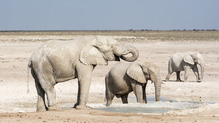 Éléphant