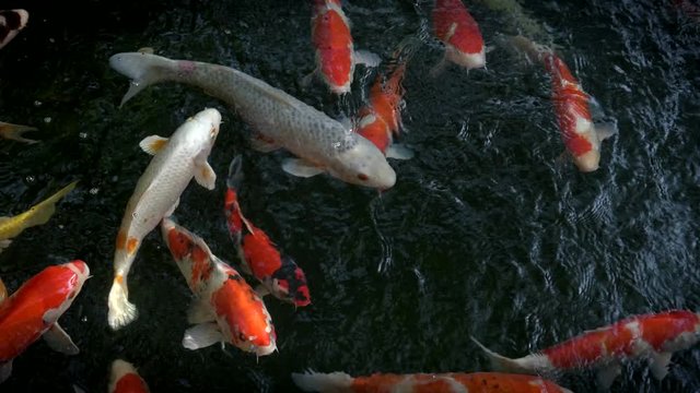 close up of koi fish swimming in a pond at sensoji temple in tokyo