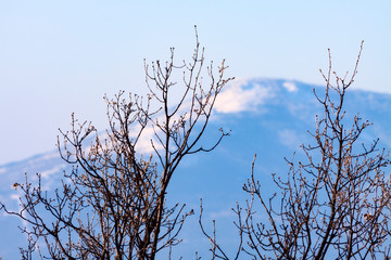 ÁRBOL Y MONTAÑA AL FONDO NEVADA