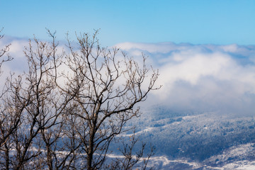 ÁRBOLES Y NUBES EN LA MONTAÑA