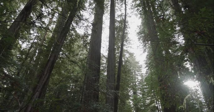 Humboldt Redwoods slow rotate looking up, shot in 10 bit C4K