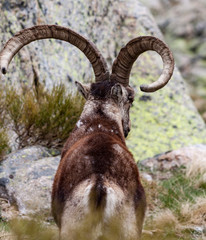 MACHO MONTÉS EN LA SIERRA DE GREDOS EN AVILA