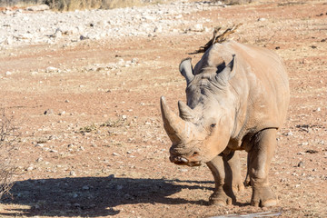 Obraz premium Rhinocéros Blanc