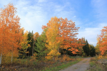 Fototapeta premium Gorgeous view on road in forest. Autumn landscape. Beautiful nature backgrounds.
