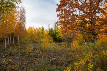 Beautiful view on autumn forest landscape. Gorgeous colorful nature backgrounds.