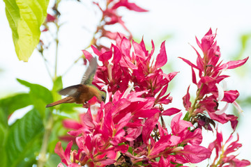 colibri canelo