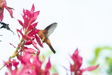 colibri canelo © alfredo914