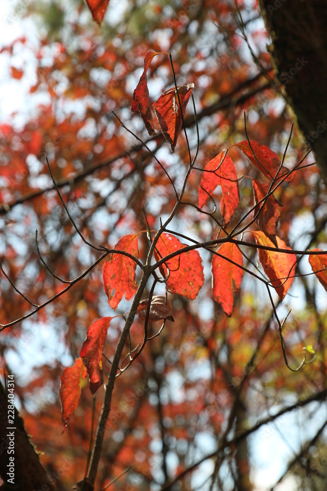 Sticker red fall foliage