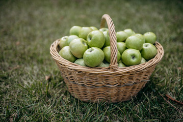Basket with ripe green apples on the grass in the garden. Top view. Healthy food