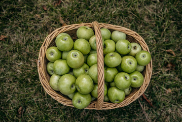 Basket with ripe green apples on the grass in the garden. Top view. Healthy food