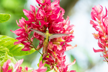 colibri canelo © alfredo914