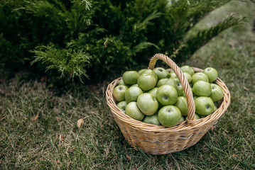Basket with ripe green apples on the grass in the garden. Top view. Healthy food