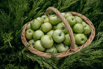 Ripe and useful green apples in a basket, in the garden on the grass. Top view. Close-up