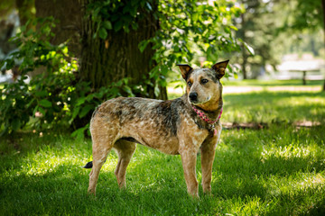 Shepherd mix portrait