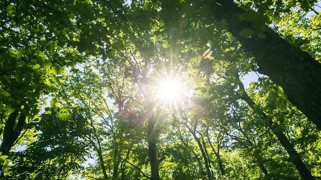 Green oak leaves against bright sun &ndash; Medium Shot
Sun shining through leaves, nature background.
Magic Lantern Raw Video
